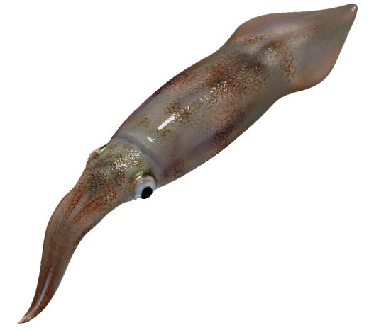 [squid.jpg]