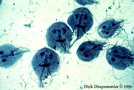 Giardia - Wikipedia