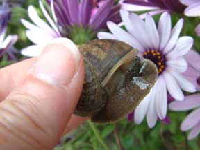 AnimalBytes: Snail-Free Zone