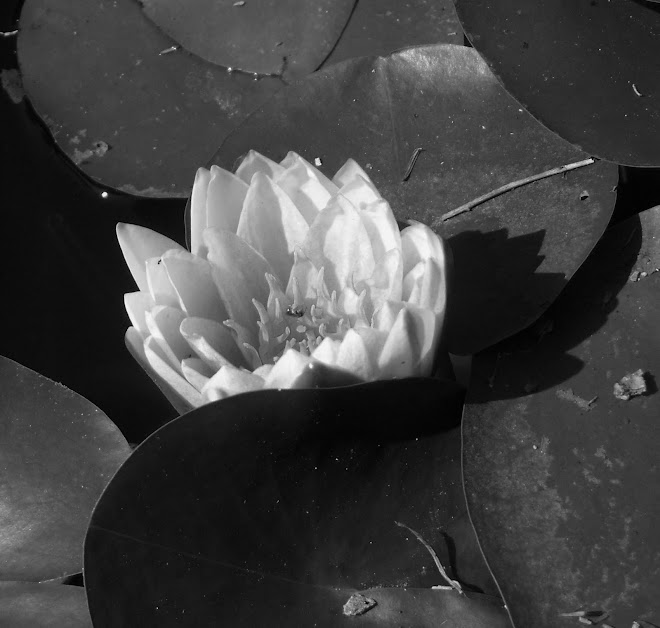 Black and White Flower