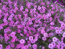 Petunias In Temple Garden