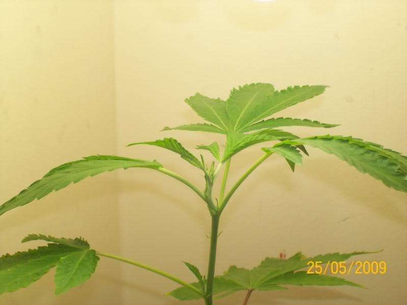 Increase yield with FIMing. METAL GROW SOLID