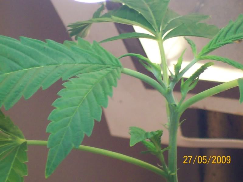Increase yield with FIMing. METAL GROW SOLID