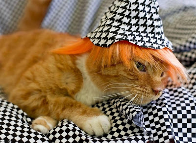 cat-glamour-07.jpg