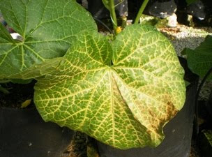 FERTIGASI LIMAHA: PENYAKIT ROCKMELON 1 - URAT DAUN TIMBUL DAN DAUN KERING