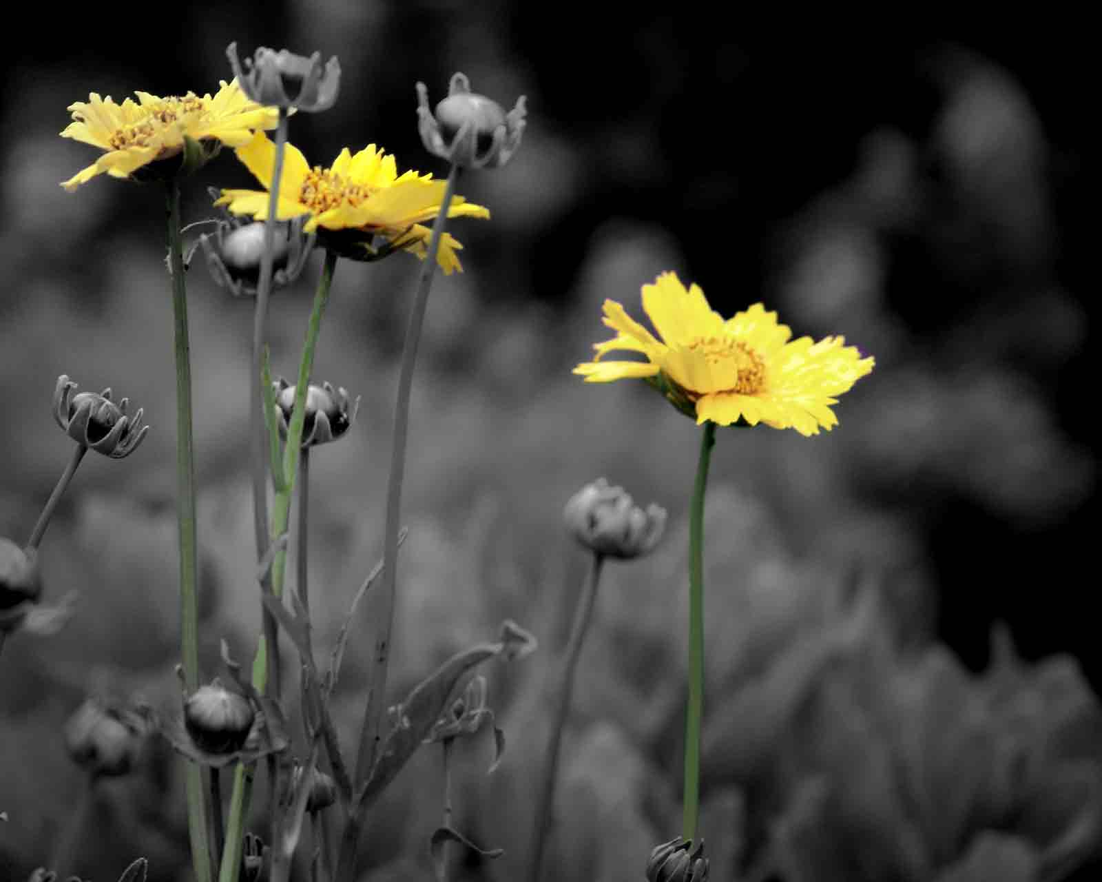[Coreopsis3.jpg]