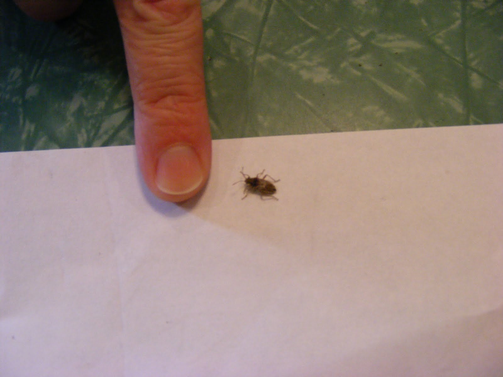 Lay On Macduff: Bug in Your Ear