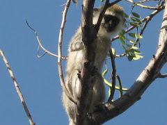 Monkeys Outside Danny's House