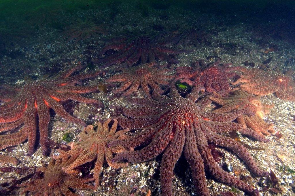 Resultado de imagen para giant starfish