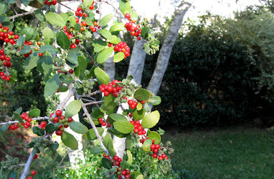 Yaupon berries, Annieinaustin