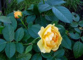 The Transplantable Rose: Garden Bloggers Bloom Day October 2010