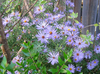annieinaustin, aster frikartii
