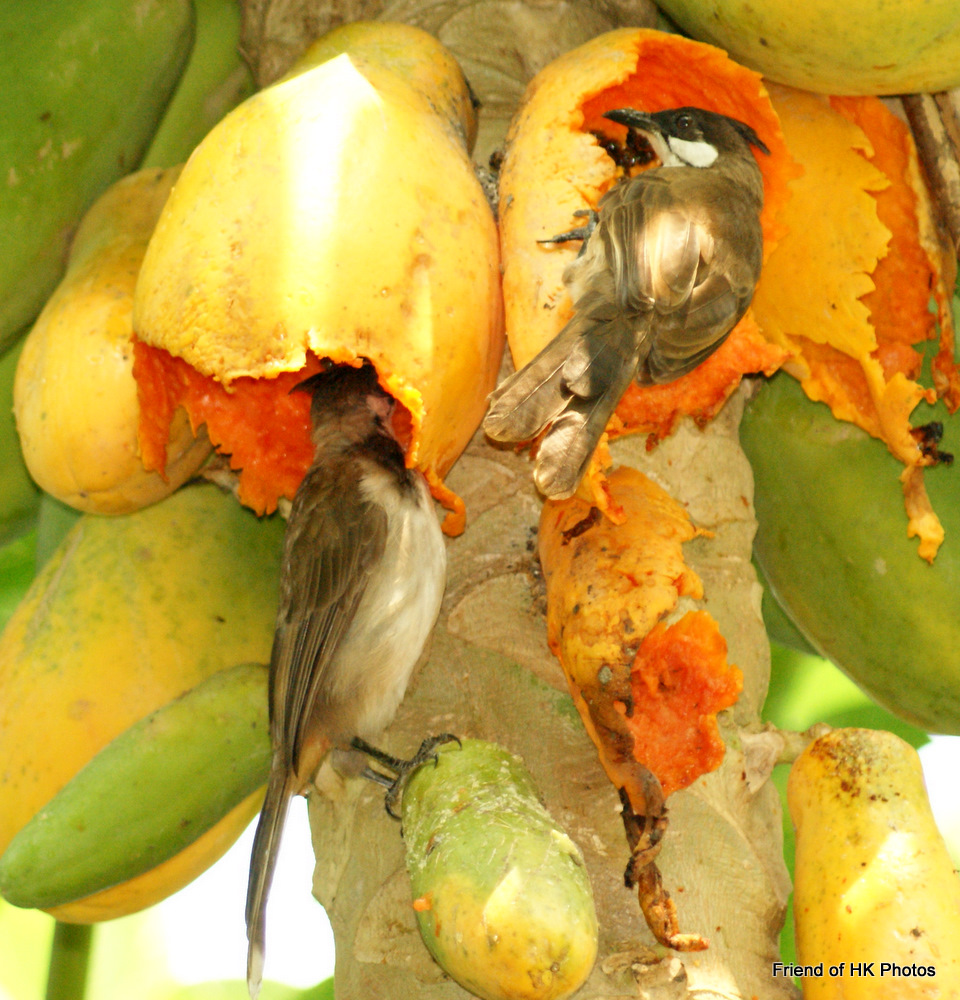 Photographic Wildlife Stories in UK/Hong Kong Happy birdsRedwhiskered Bulbuls enjoying papayas