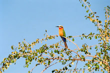 white fronted bee-eater ~ zimbabwe