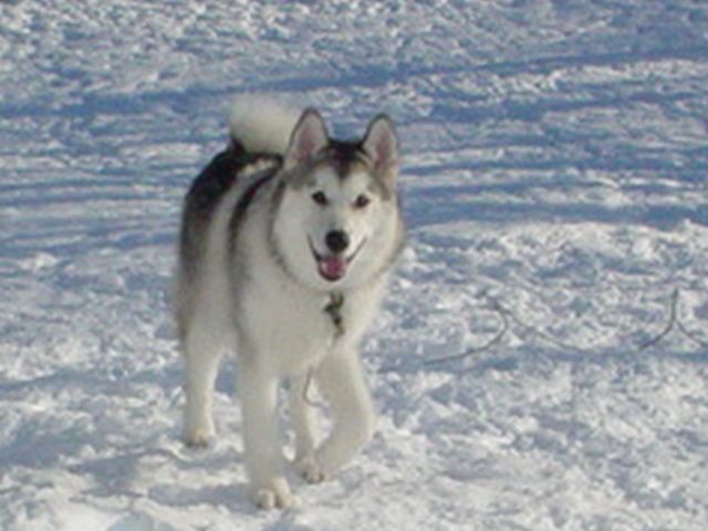 huskyyy