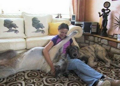 World's Biggest Pet Dog Ever