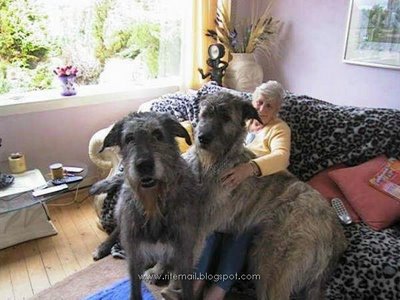 World's Biggest Pet Dog Ever