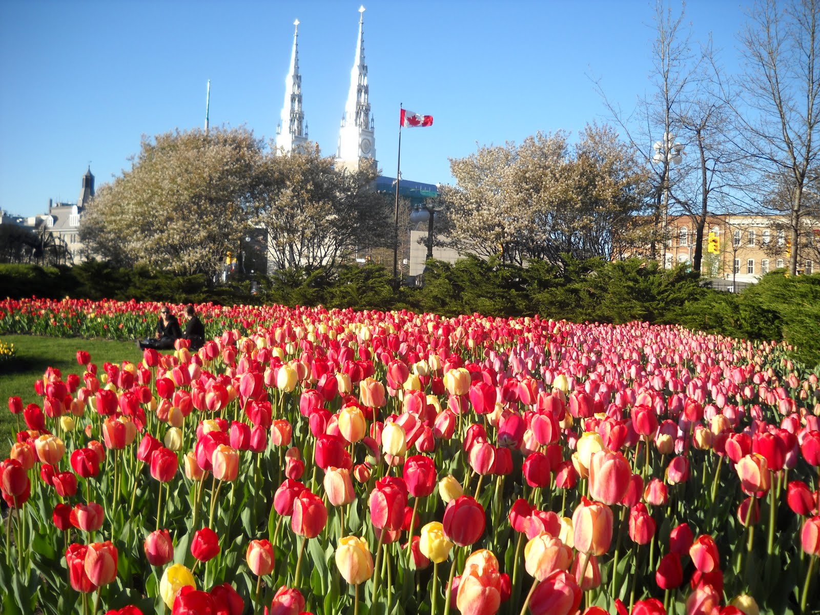 Ottawa Tulip Festival Elgajiji Talking