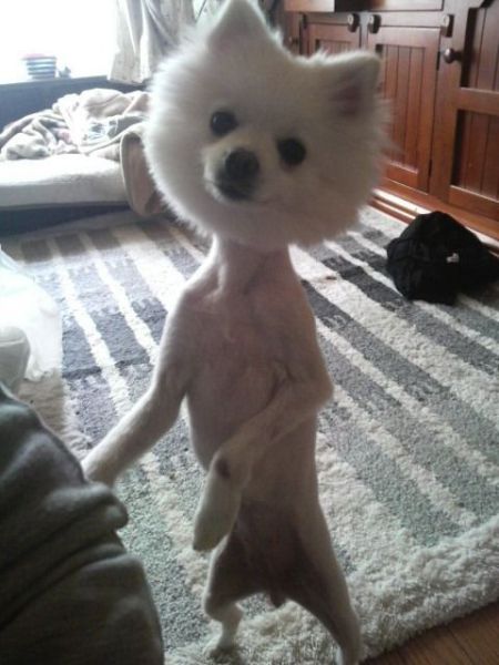 Animaux Comique Photo Drole why-this-viral-dog-s-face-looks-human-according-to-science