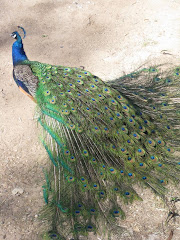 Abq Zoo
