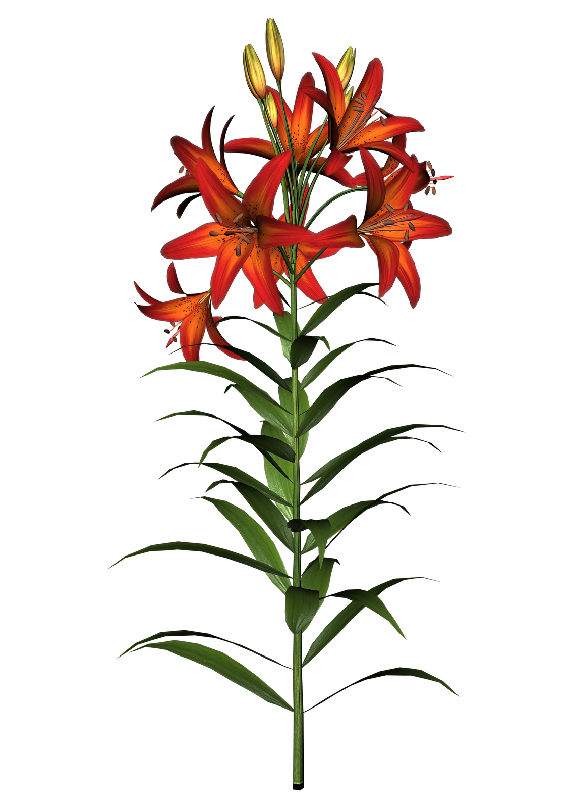 lily flower clip art free - photo #37