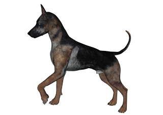dog png graphics