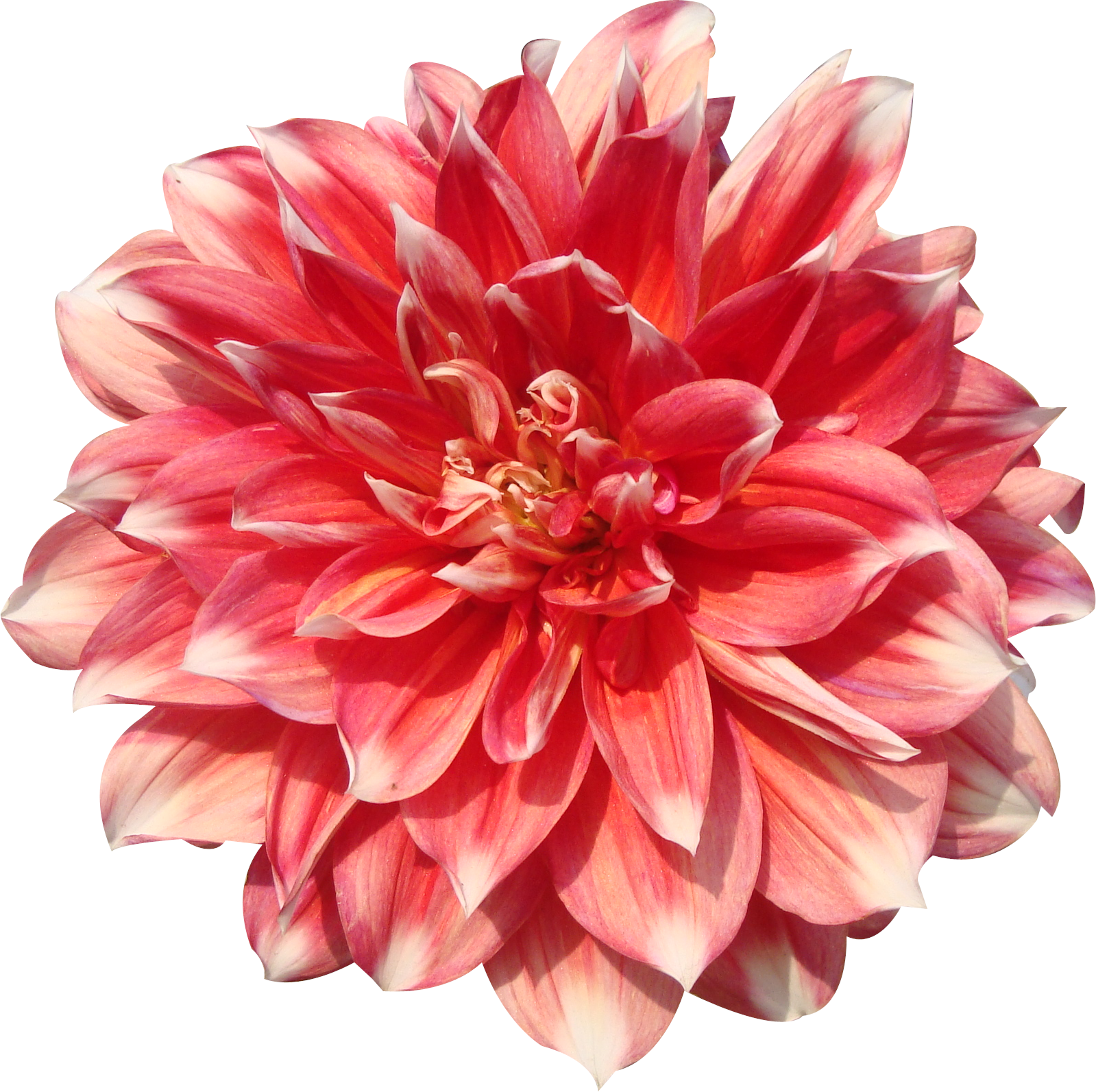 free clip art real flowers - photo #6