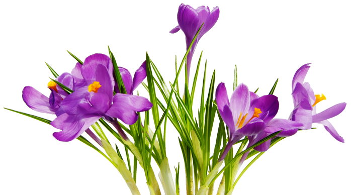 clipart flower png - photo #31