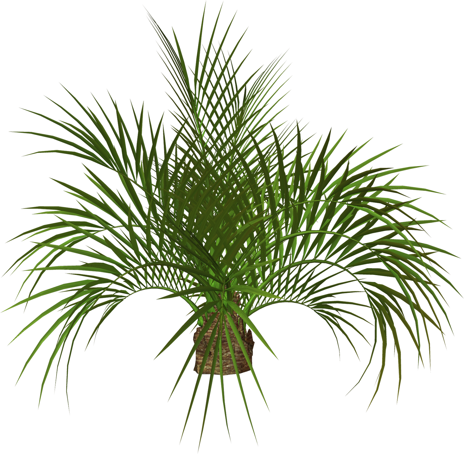 clip art palm tree leaf - photo #6