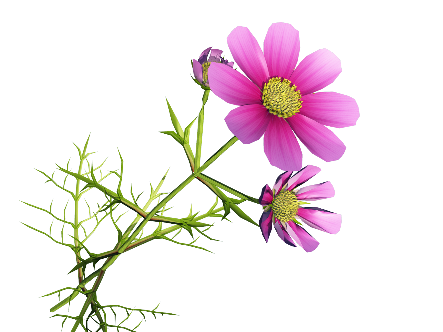 clipart of cosmos flower - photo #31