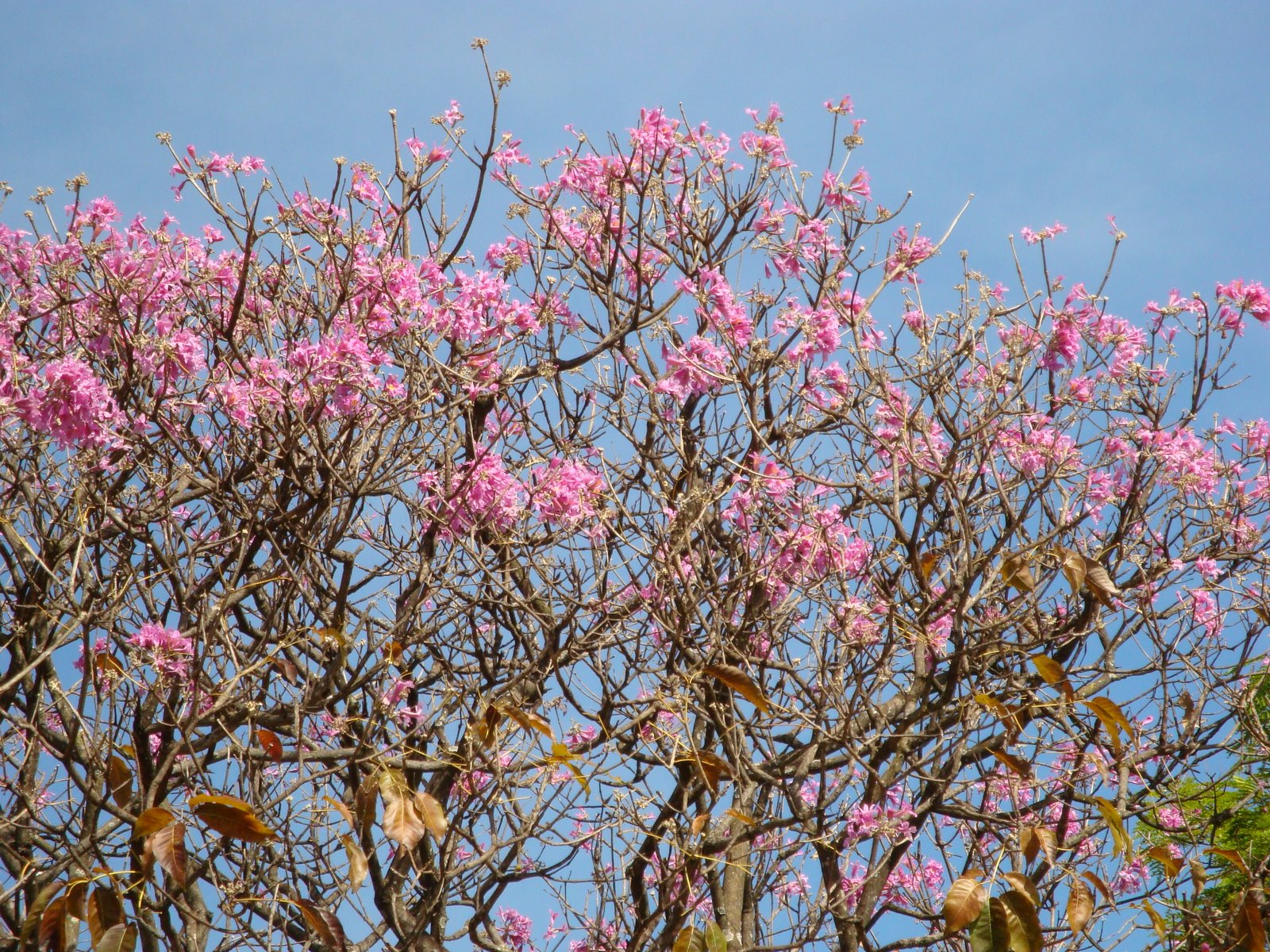 Céu, flores e palavras: IPÊ ROSA (Tabebuia pentaphylla), ASA NORTE ...