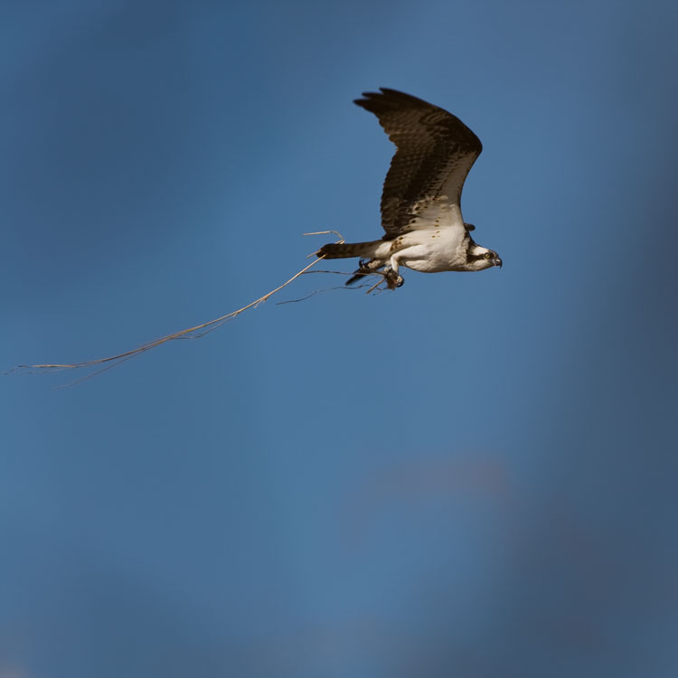 [OspreysJBay09_FP_z8870.jpg]