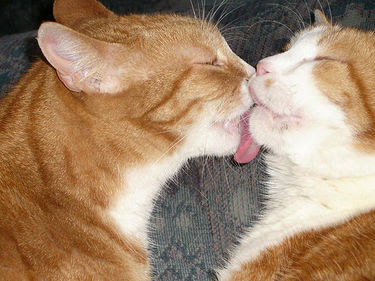 cat+kiss.jpg