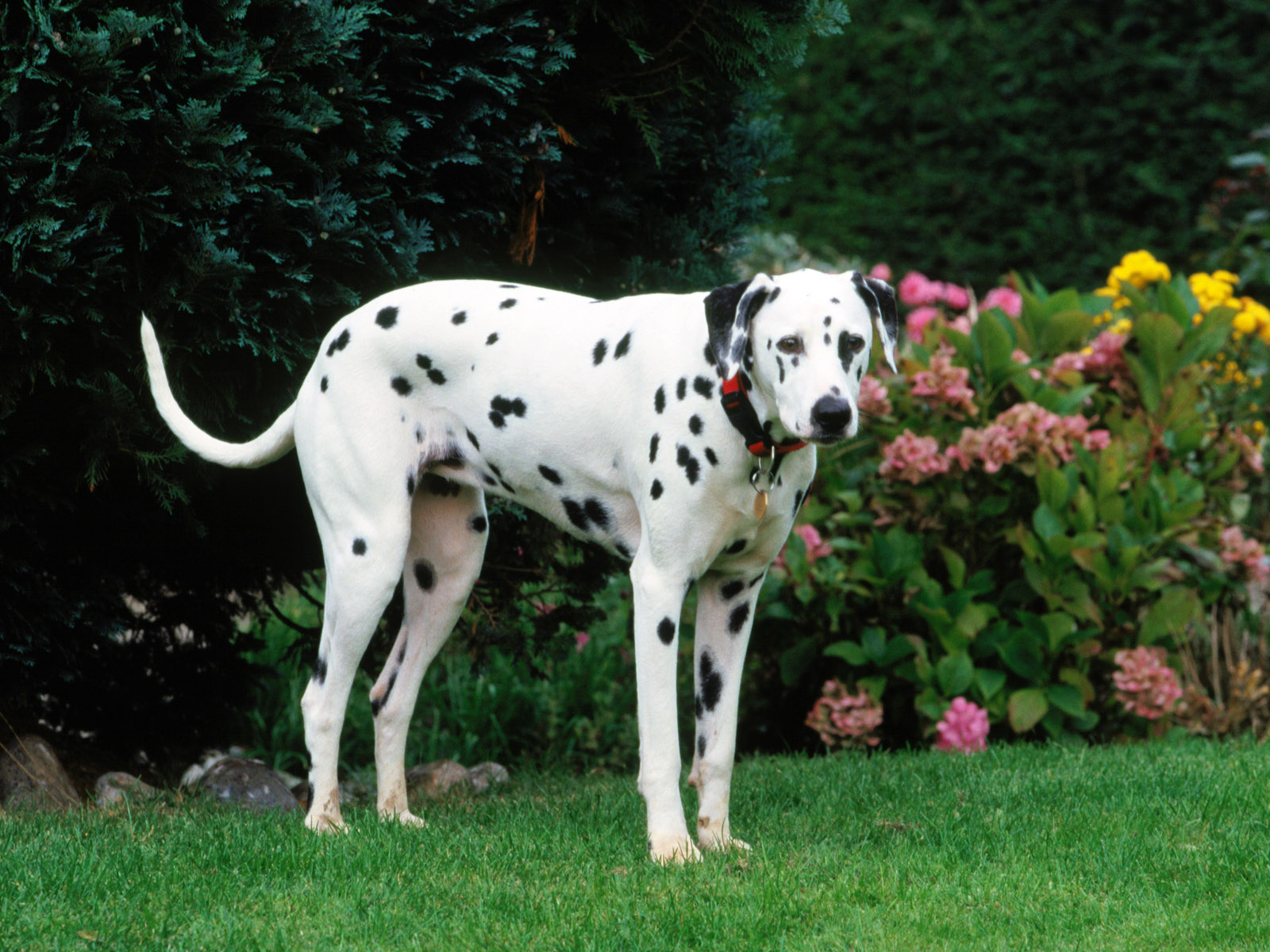 Dogs Dogs Dogs Dogs Encyclopedia of World Photo Dogs Dogs Dogs Dogs Encyclopedia of World Photo