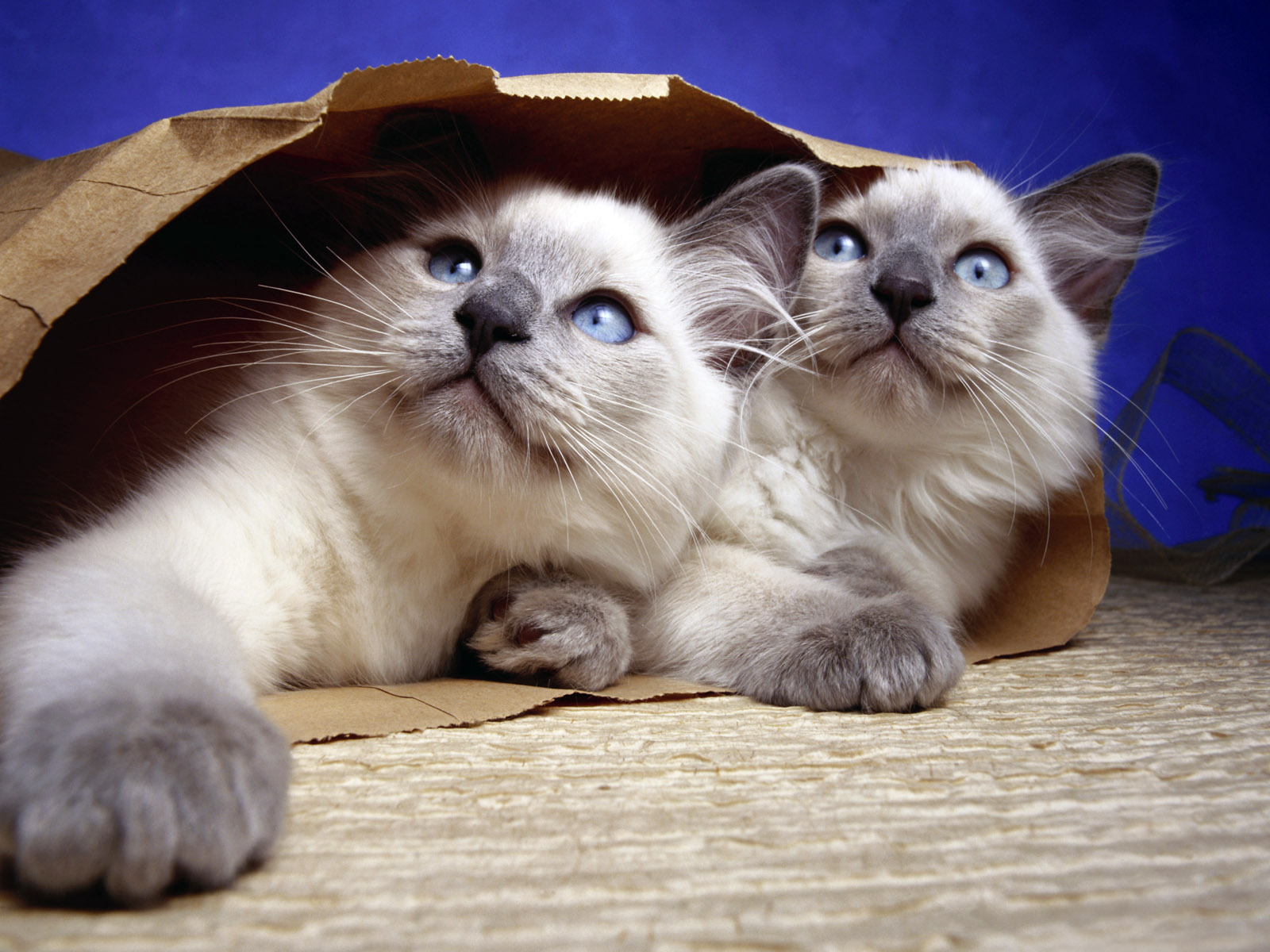 Cats Cats Cats Cats Encyclopedia of