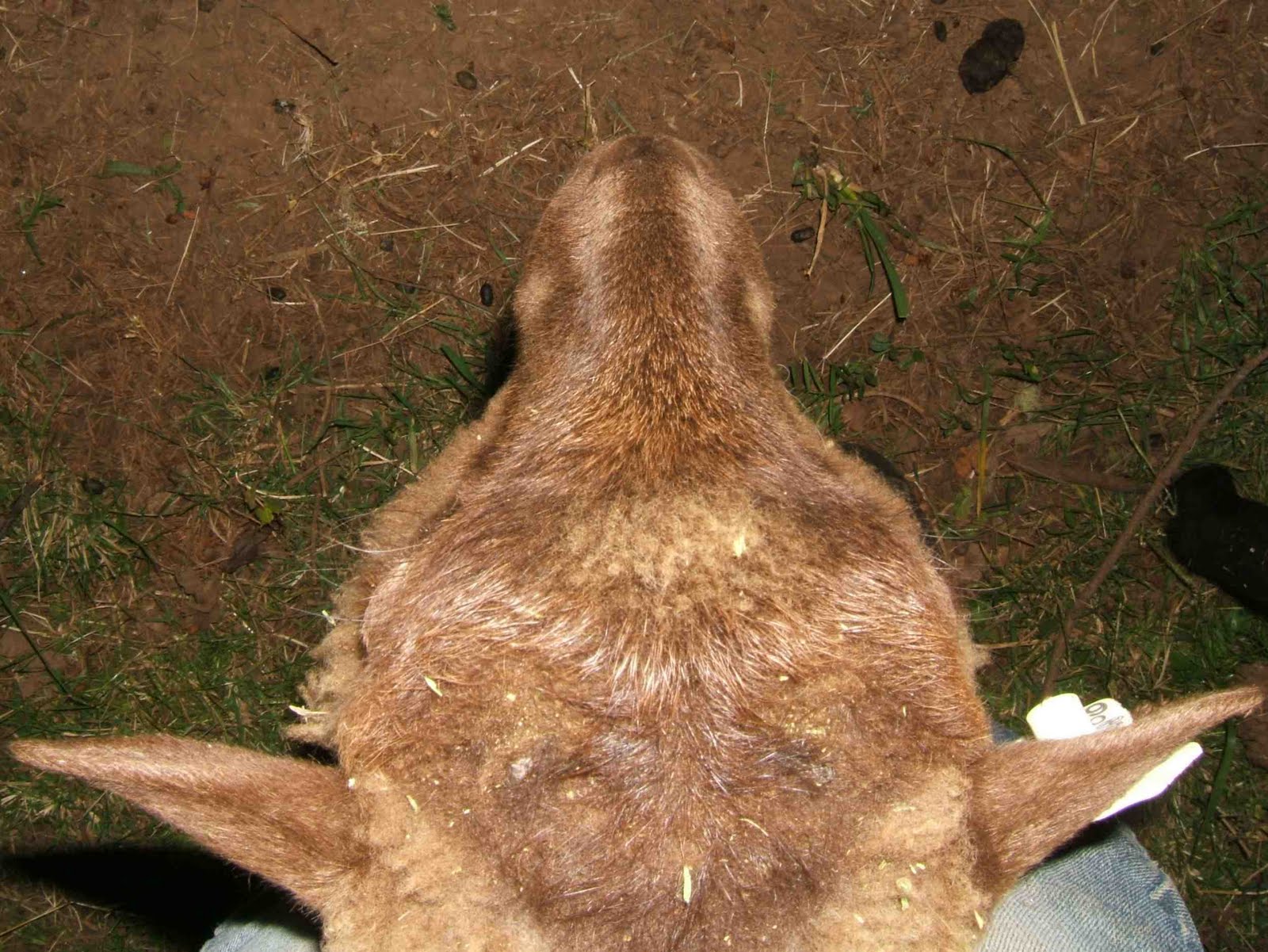 Boulderneigh Ram lamb horn survey