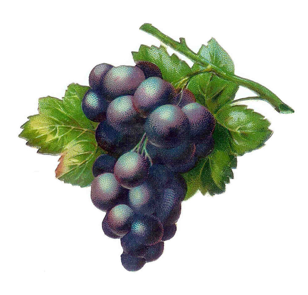 grape leaves clip art free - photo #35