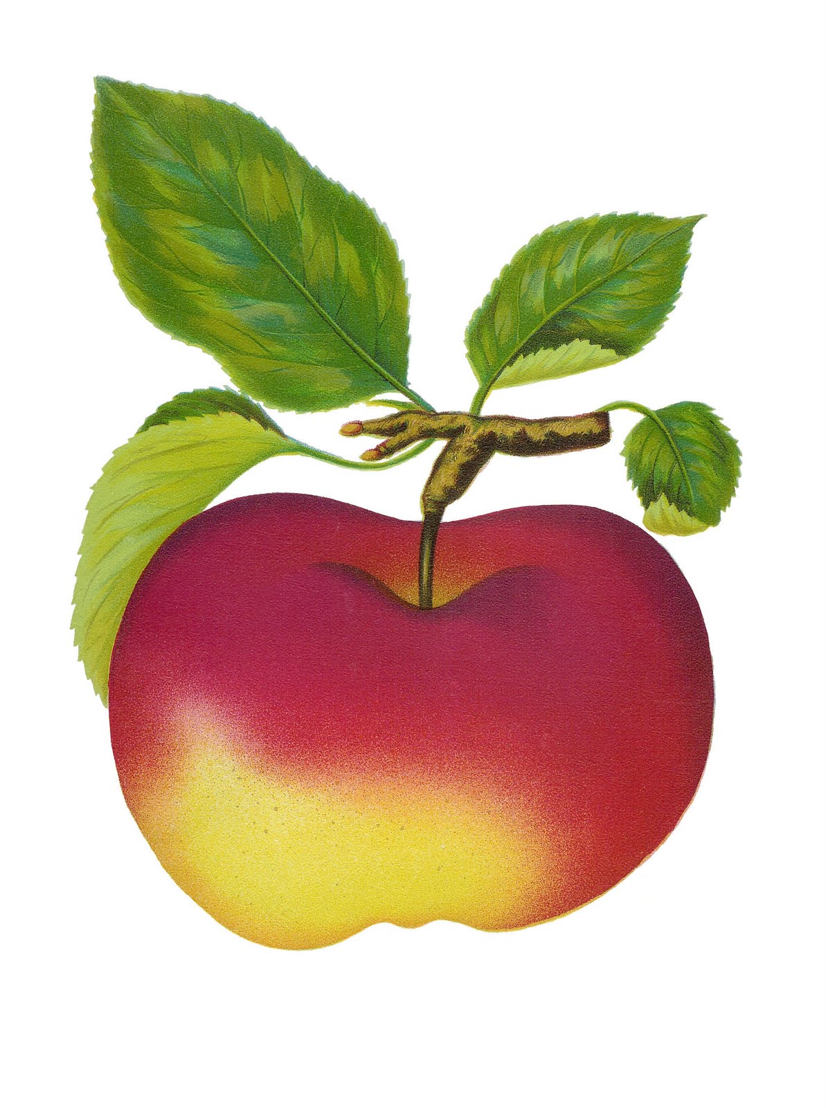 clipart fruit apple - photo #17