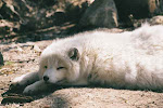 Arctic fox