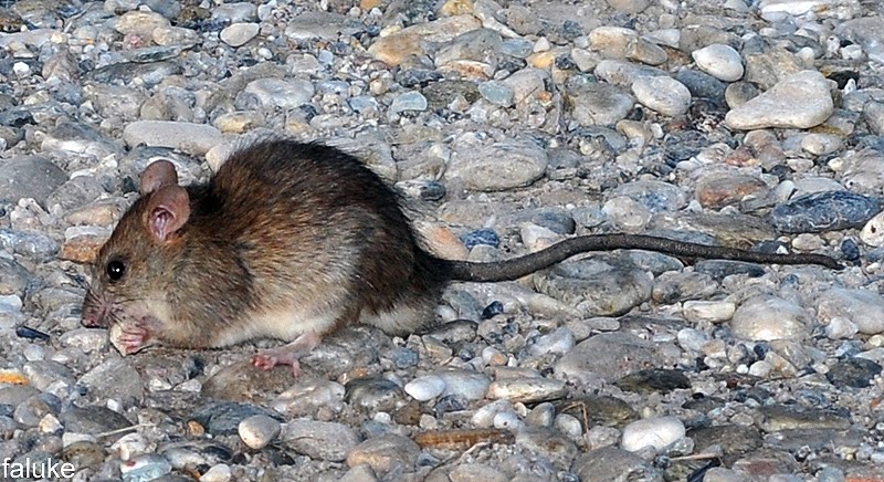 Rattus rattus Mundo Natural Faluke