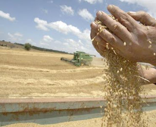 Los 3,5 millones de pesos que llegarán para el agro deberán ser devueltos con trigo