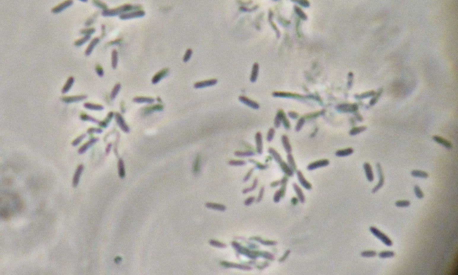 Microwunderkammer Friday Flora