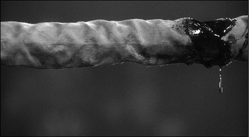 [452924892_5a89e6f1e7.jpg]