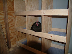 boxes nest coop chicken plastic easy box bedding eggs clean nesting spivey progress tender sanitation laid cushion nice