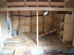 coop boxes chicken nest inside coops designs chickens box progress spivey interior backyard houses nests raising dogwood berries sheds discover