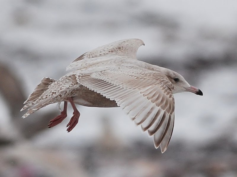 Larusology: Nelson’s Gull