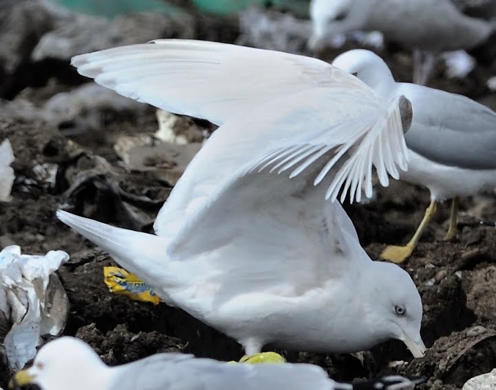 Larusology: Nelson’s Gull