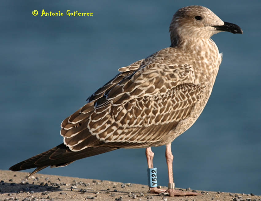 Larusology The Appledore Gull and the Expansion of Lesser Blackbacked
