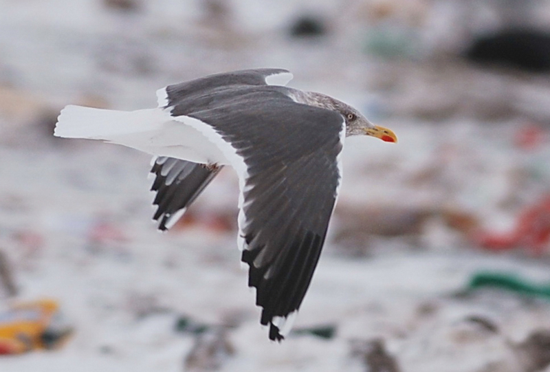 Larusology The Appledore Gull and the Expansion of Lesser Blackbacked