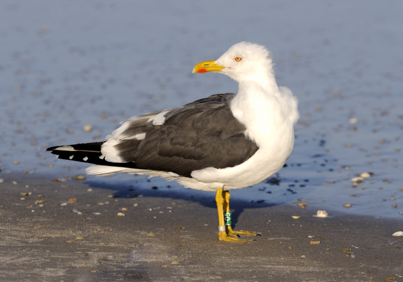 Larusology The Appledore Gull and the Expansion of Lesser Blackbacked